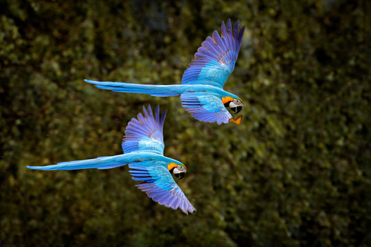Macaw parrot in flight. Big blue Ara ararauna in the dark green forest  habitat in Pantanal, Brazil. Action wildlife scene from South America. Bird  in the tropic green forest. MAcaw in the