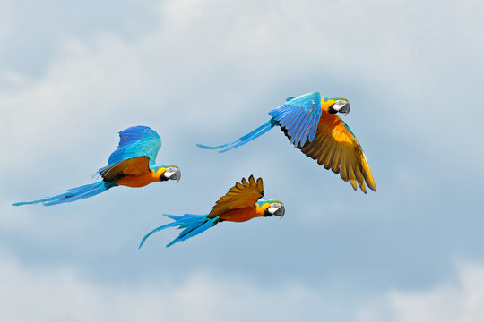 Blue macaw parrot fly. Big parrot in flight. Ara ararauna on the blue syk in Pantanal, Brazil. Action wildlife scene from South America. Three birds fly in the wild nature. Wildlife Brazil.