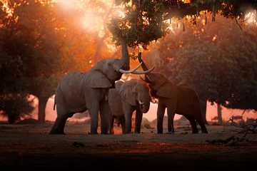 Crédence de cuisine en verre imprimé Éléphant Branche d& 39 arbre d& 39 alimentation d& 39 éléphant. Éléphant à Mana Pools NP, Zimbabwe en Afrique. Gros animal dans la vieille forêt. lumière du soir, coucher de soleil. Scène magique de la faune dans la nature.
