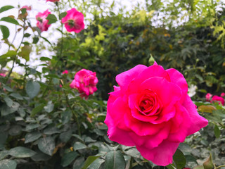 background photo of a blooming flower