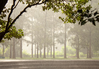 Rainy day on a park at Brazil. Rain over the trees.