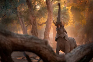 Elefant im Mana Pools NP, Simbabwe in Afrika. Großes Tier im alten Wald. Abendlicht, Sonnenuntergang. Magische Wildlife-Szene in der Natur. Afrikanischer Elefant in schönem Lebensraum. Sonnenuntergang in Afrika. © ondrejprosicky