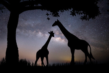 The silhouette of a giraffe and two trees on a background with stars © Johnstocker