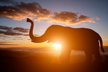 silhouette elephant on sunset background.