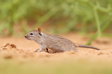 Naklejka na ściany i meble Four-striped grass mouse, Rhabdomys pumilio, beautiful rat in the habitat. Mouse in the sand with green vegetation, funny image from nature, Namib desert sand dune in Namibia. Wildlife Africa.