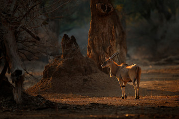 Eland anthelope, Taurotragus oryx, big brown African mammal in nature habitat. Eland in green vegetation, Kruger National Park, South Africa. Wildlife scene from nature, evening sunset.