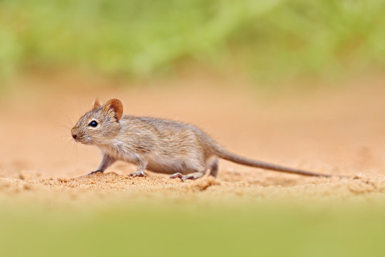 Four-striped grass mouse, Rhabdomys pumilio, beautiful rat in the habitat. Mouse in the sand with green vegetation, funny image from nature, Namib desert sand dune in Namibia. Wildlife Africa.