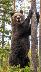 Obraz premium Brown bear stands on its hind legs by a tree in a pine forest. Adult Male of Brown bear in the autumn pine forest. Scientific name: Ursus arctos. Natural habitat.