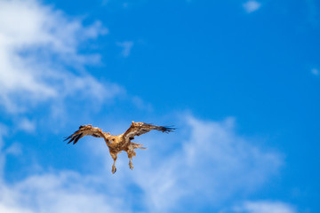  eagles flying the australian outback