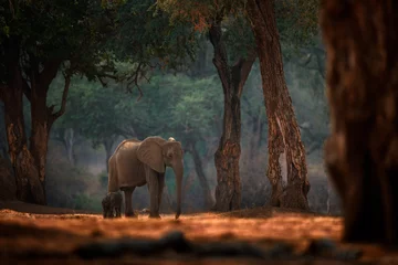 Zelfklevend Fotobehang Olifant kindje. Olifant bij Mana Pools NP, Zimbabwe in Afrika. Groot dier in het oude bos, avondlicht, zonsondergang. Magische natuurscène in de natuur. Afrikaanse olifant in prachtige habitat. Jonge pup. © ondrejprosicky