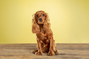 Best teacher. English cocker spaniel young dog is posing. Cute playful brown doggy or pet sitting...