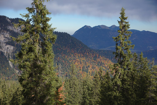 NB__9792 Mountain range with forest in autumn