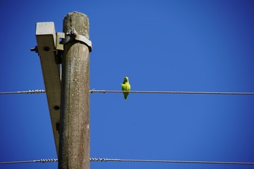 green bird on electric pole and blue sky