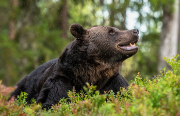 Adult Male of Brown bear in the forest. Scientific name: Ursus arctos. Natural habitat.