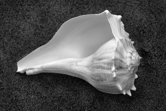 busycon contrarium 2 B&W