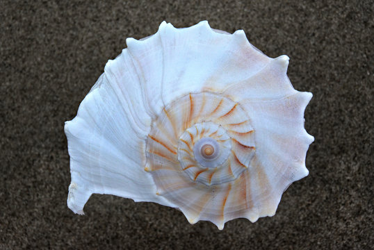 Spiral busycon contrarium 