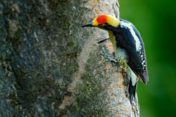 Golden-naped woodpecker, Melanerpes chrysauchen, sitting on tree trink with nesting hole, black and red bird in nature habitat, Corcovado, Costa Rica. Birdwatching, South America. Bird in the green.