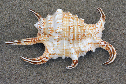 lambis chiragra arthritica 1