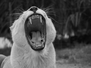 Lionne, gueule ouverte, rugissement