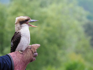 Martin-chasseur, kookaburra
