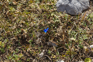 NB__9826 Blue mountain flower in sunlight
