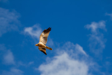  eagles flying the australian outback