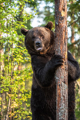 Brown bear stands on its hind legs by a tree in a pine forest. Adult Male of Brown bear in the autumn pine  forest. Scientific name: Ursus arctos. Natural habitat.