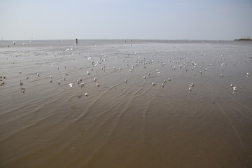 Many seagulls float above the water around the sea and have the sky as the background.