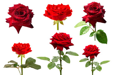 red roses on a white background 2