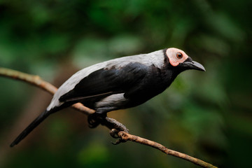 Coleto starling, Sarcops calvus, black bird in the forest habitat. Coleto sitting on the branch in green vegetation, rare endemic bird from Philippines. Wildlife scene from nature.