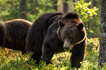 Obraz na płótnie Canvas brown bear. Big bear with backlit forest in background. Adult Male of Brown bear in the summer forest. Scientific name: Ursus arctos. Natural habitat. S By S