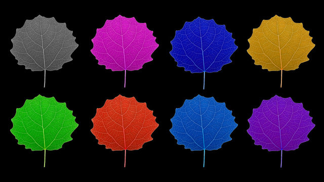 isolated leaves of rainbow colors