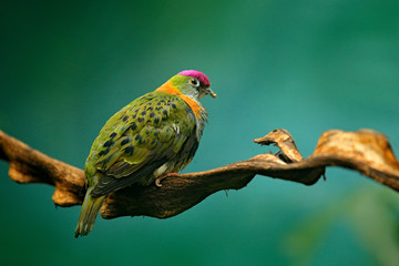 Eastern Superb Fruit dove, Ptilinopus superbus, bird in the nature habitat, forest in New Guinea and Australia. Dove in the habitat, pink cape on the head. Birdwatching in Asia. Wildlife nature.