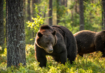 brown bear. Big bear with backlit forest in background. Adult Male of Brown bear in the summer forest. Scientific name: Ursus arctos. Natural habitat. S  By S