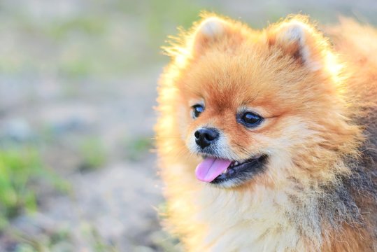 Pomeranian spitz puppy with fluffy orange fur and a curious look on blurred summer background. Cute pomeranian spitz puppy. Small pet. Little dog 