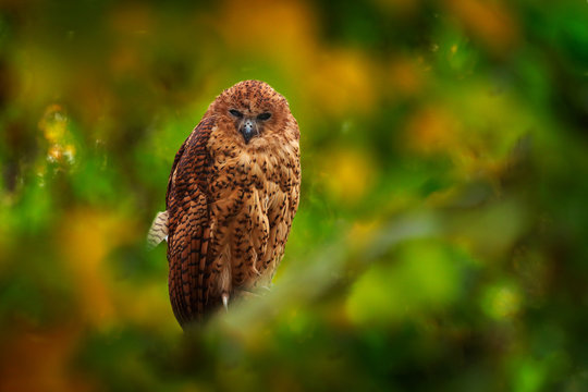 Pel's fishing owl, Scotopelia peli, beautiful bird in the forest tree habitat, Okavango delta, Moremi, Botswana in Africa. Big brown owl hidden in the green vegetation, wildlife scene from nature.