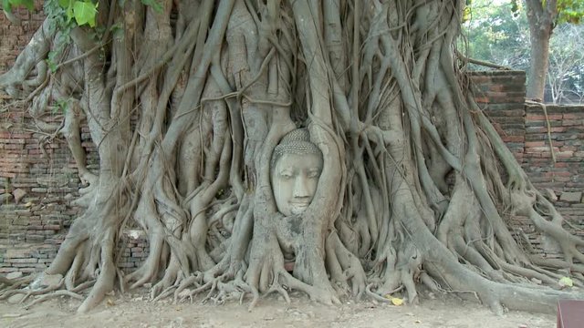 A wide, steady shot of the Banyan tree roots that enveloped the famous head of the sandstone Buddha sculpture and secured it to one of it's cavities at Wat Mahatthat in Thailand