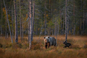 Bear hidden in yellow forest. Autumn trees with bear, mirror reflection. Beautiful brown bear walking around lake, fall colors.