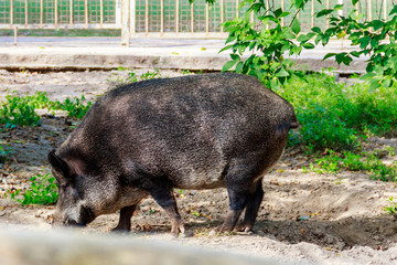 Wild boar (Sus scrofa), also known as the wild swine, Eurasian wild pig