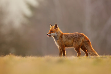 Naklejka na ściany i meble Red Fox hunting, Vulpes vulpes, wildlife scene from Europe. Orange fur coat animal in the nature habitat. Fox on the green forest meadow.