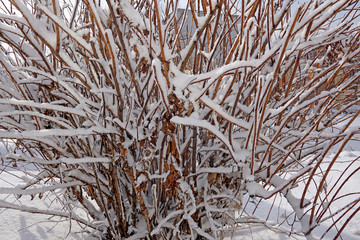 Tree branches covered in white snow