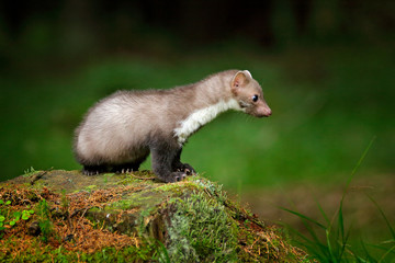 Beautiful cute forest animal. Beech marten, Martes foina, with clear green background. Small predator sitting on the tree trunk in forest. Wildlife scene from Germany.