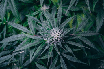 Medical Cannabis plant in the flowering stage inside of a growing tent under LED lights.