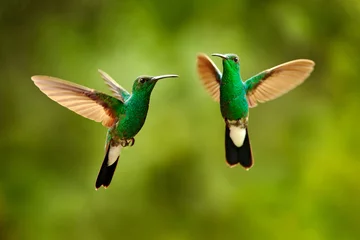 Zelfklevend Fotobehang Green hummingbird from Colombia, green bird flying next to beautiful red flower, action feeding scene in green tropical forest, animal in the nature habitat. © ondrejprosicky