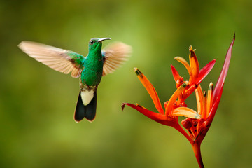 Fototapeta premium Green hummingbird from Colombia, green bird flying next to beautiful red flower, action feeding scene in green tropical forest, animal in the nature habitat.