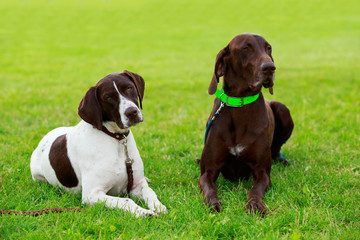 Dog breed German Shorthaired Pointer