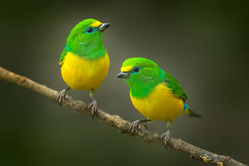 Fototapeta na wymiar Cute birds. Beautiful tanager Blue-naped Chlorophonia, Chlorophonia cyanea, exotic tropical green songbird from Colombia. Wildlife from South America. Birdwatching in Colombia. Two animals on branch.