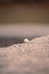 Snail on the rock at summer sun with blurred background