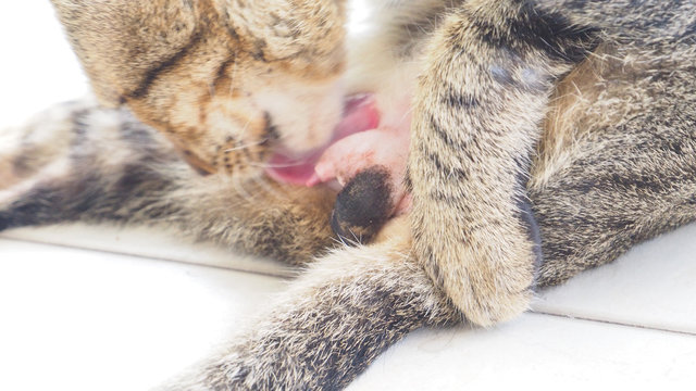 Background moving blur Cat cleaning and to treat the wound using tongue around genital area