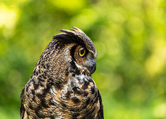 Raptor closeup with lush background